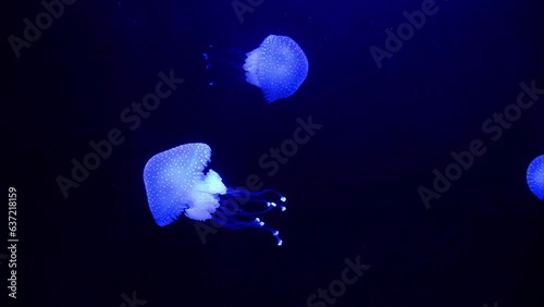 Australian Spotted Jellyfish
