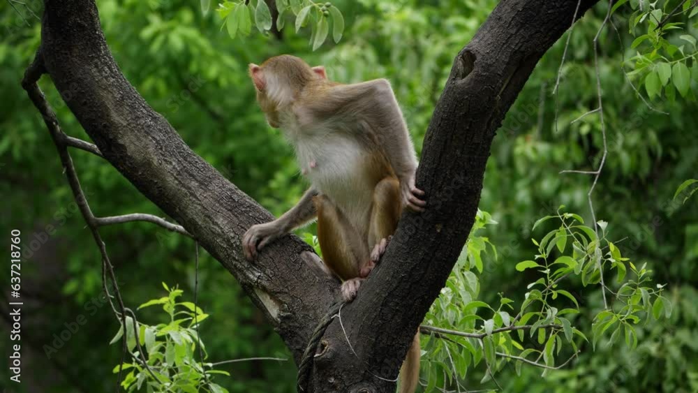 A big tree trunk is climbed by a monkey in the jungle A big tree trunk is climbed by a monkey in the jungle
