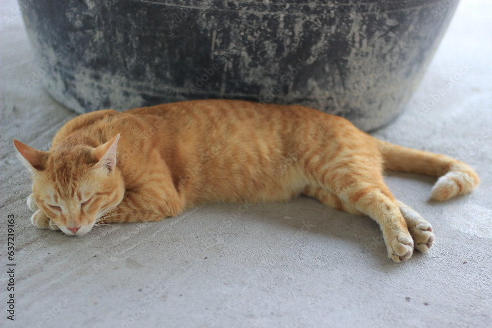 Orange cat sleeping in thailand