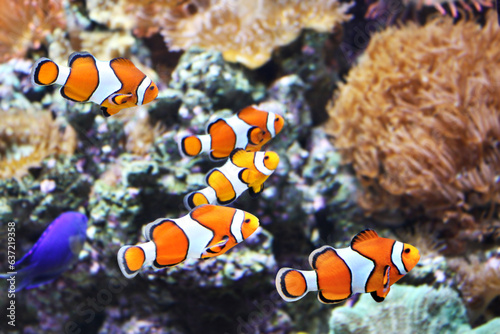 Sea anemone and clown fish in marine aquarium. Corals, anemones, tropical fish