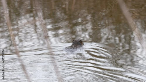 Nutria - Myocastor coypus swimming and searching for food in a Swamp - Delta of River Soča - Isonzo in Staranzano Friuli Venezia Giulia, italy  photo