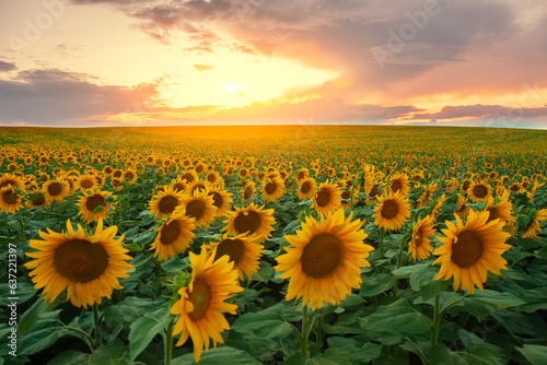 Fototapeta Naklejka Na Ścianę i Meble -  field of sunflowers at sunset