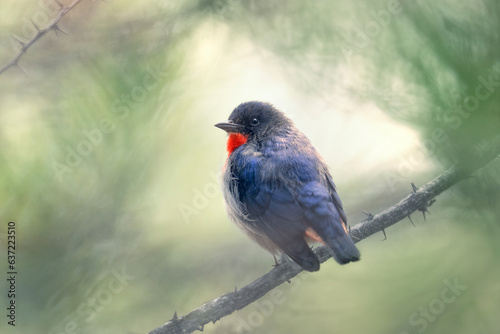 A wild mistletoe bird (Dicaeum hirundinaceum) perched on a thorny branch with blurred tree and vegetation background, Australia photo