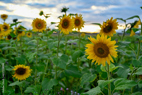 Field with beautiful sunflowers Kumla Sweden august 16 2023
