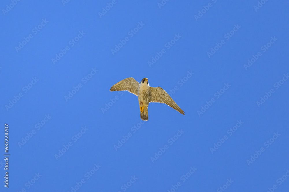 Obraz premium A Peregrine Falcon in flight blue sky