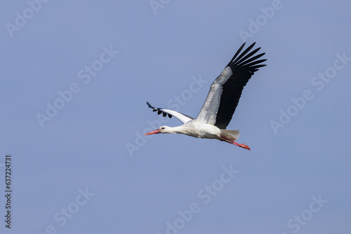 A White Stork in flight blue sky