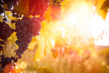 Bunches of ripe grapes in sunshine with copy-space