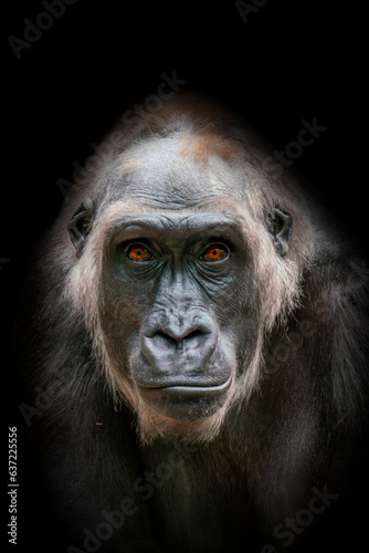 one portrait of an adult female gorilla