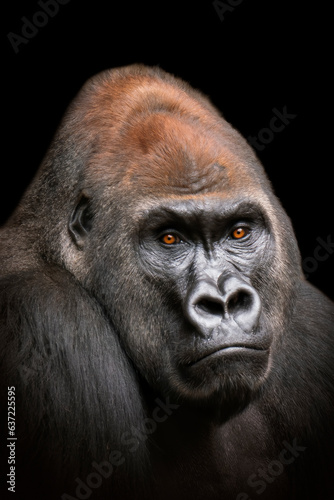 one portrait of an adult male gorilla © Mario Plechaty