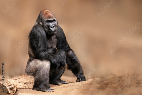 one Male gorilla sits on a tree trunk and observes the surroundings