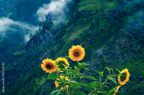 Sunflowers in the mountains. Sunflowers bloom in a Himalayan mountain garden near Joshimath Chamoli, the Indian state of Uttarakhand, India. photo