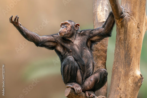 one adult chimpanzee (Pan paniscus) sitting in a tree stretching out his arm begging © Mario Plechaty