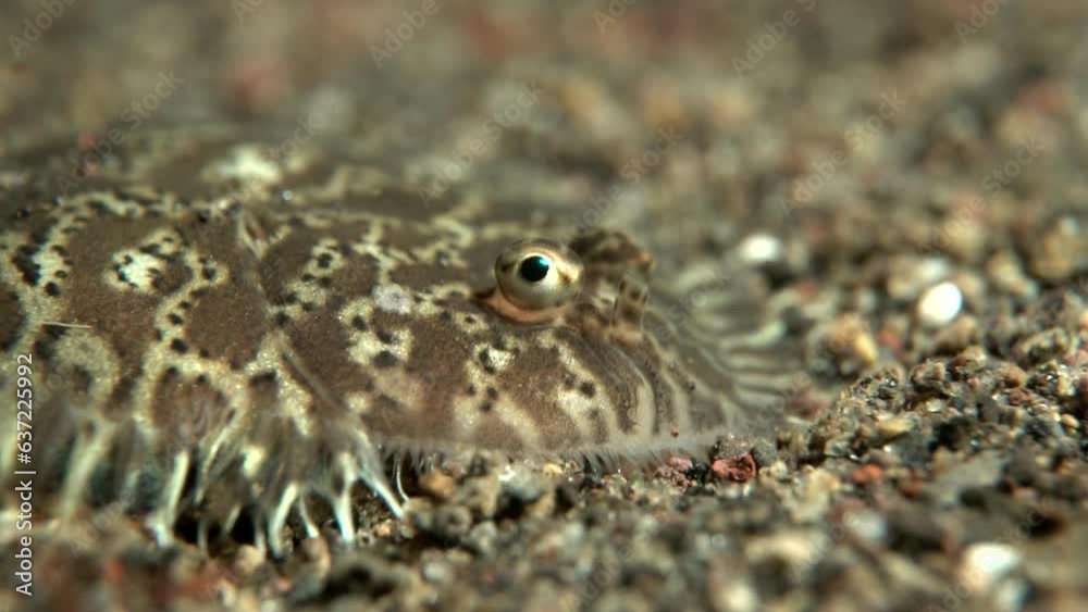 Flounder fish camouflage at the bottom of the sea Flounder fish camouflage at the bottom of the sea