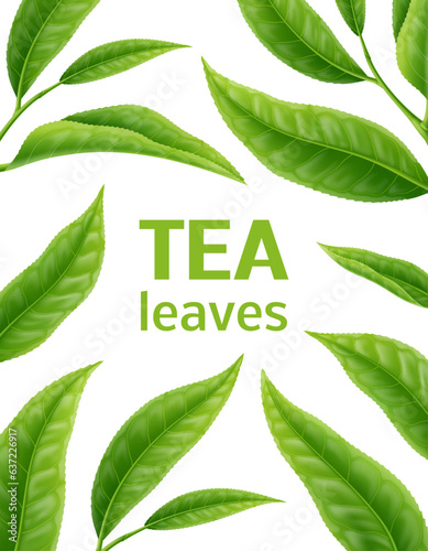 Realistic tea leaves background with vector green leaves and tree branches. Tea foliage 3d backdrop, eco garden, organic plantation and farm plants for natural drink, matcha hot beverage, cosmetic oil