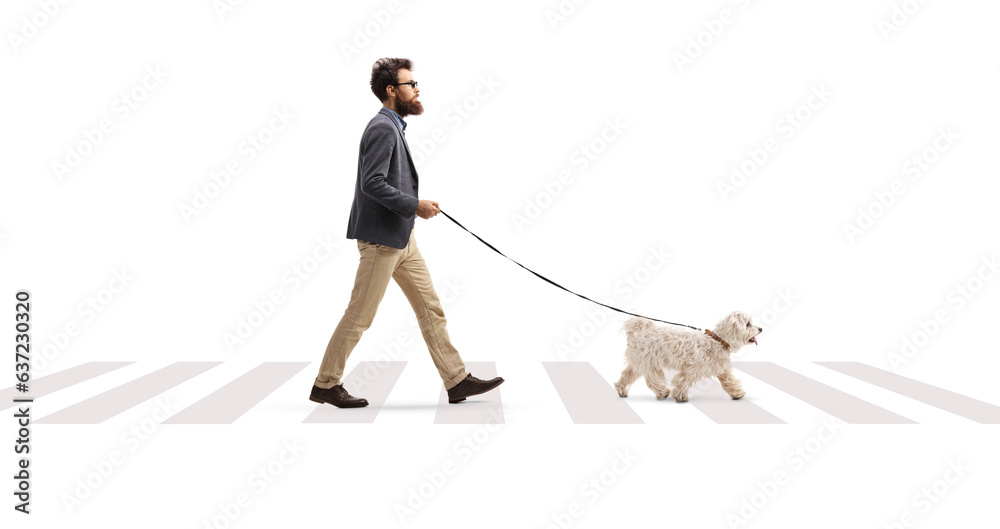Full length profile shot of a bearded man with a maltese poodle dog at a pedestrian crossing - obrazy, fototapety, plakaty 