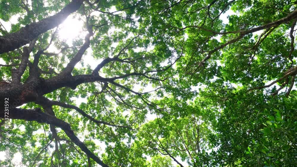 Forest, lush foliage, tall trees. Tree with green leaves and sun light. Bottom view background. Tree below Forest, lush foliage, tall trees. Tree with green leaves and sun light. Bottom view background. Tree below