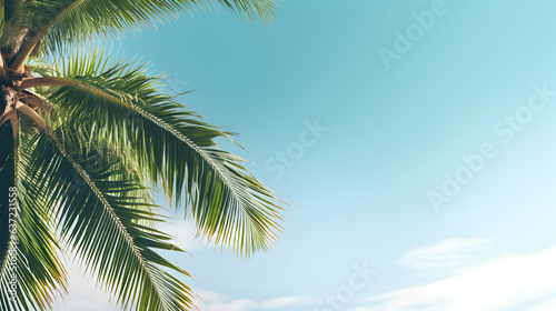 Daylight Palm Tree Background with Spacious Copy space area, Travel Concept