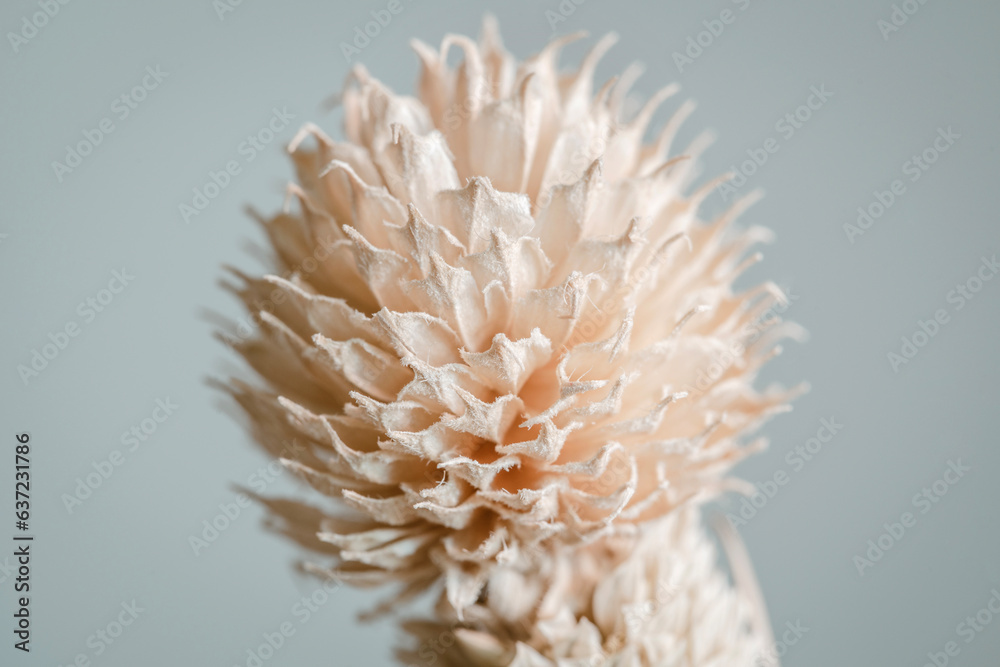Beige neutral color spiky flower bud with clean grey background macro Beige neutral color spiky flower bud with clean grey background macro