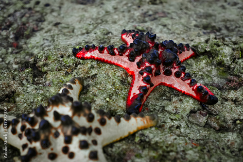 Fototapeta Naklejka Na Ścianę i Meble -  Starfish on coral reef