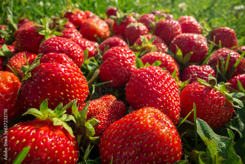Close up view of strawberry harvest lying on green grass in garden. The concept of healthy food  vitamins  agriculture  market  strawberry sale