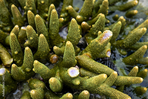 Coral reef on the beach