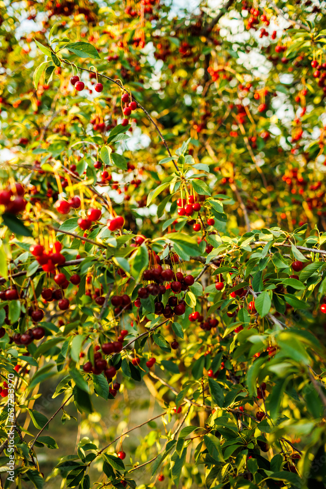 Close-up of green cherry branches with ripe juicy berries in the garden.