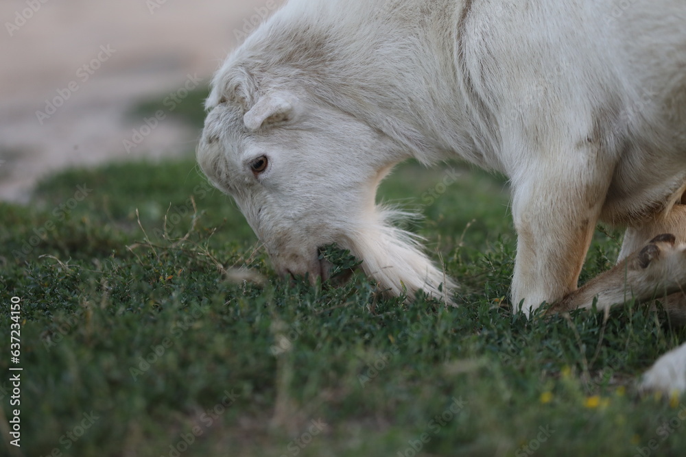 Cute goat on the summer meadow with grass. Outdoor landscape with goats Cute goat on the summer meadow with grass. Outdoor landscape with goats