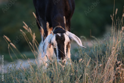 Cute goat on the summer meadow with grass. Outdoor landscape with goats