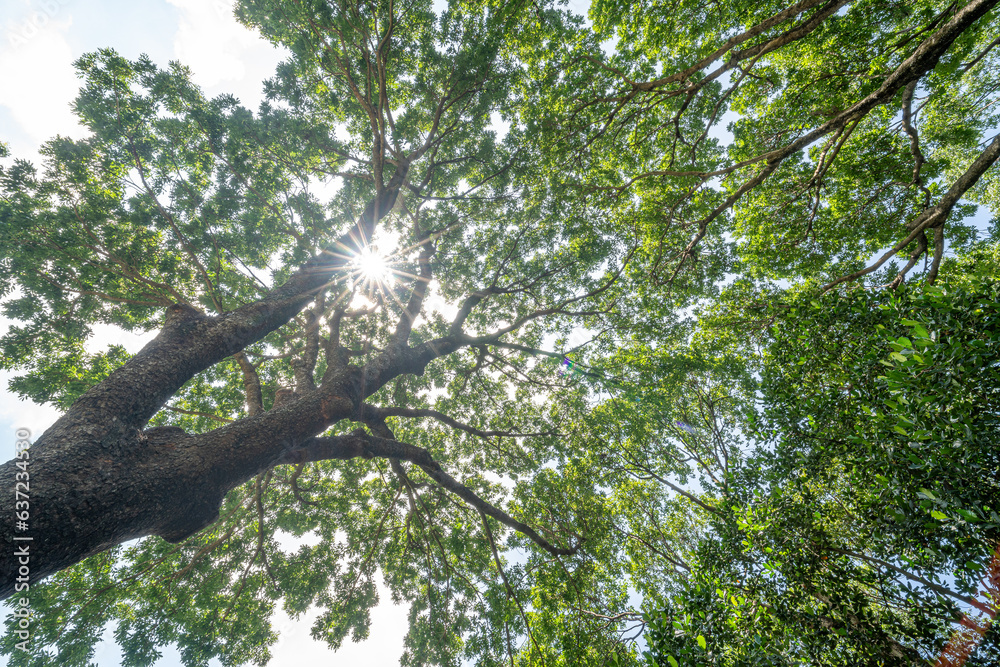 Forest, lush foliage, tall trees. Tree with green leaves and sun light. Bottom view background. Tree below Forest, lush foliage, tall trees. Tree with green leaves and sun light. Bottom view background. Tree below