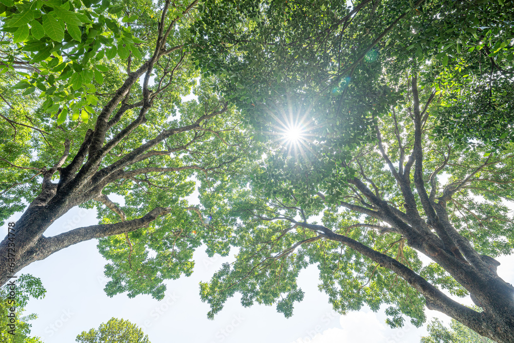 Obraz premium Forest, lush foliage, tall trees. Tree with green leaves and sun light. Bottom view background. Tree below