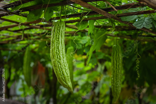 Bitter melon vegetables in the garden