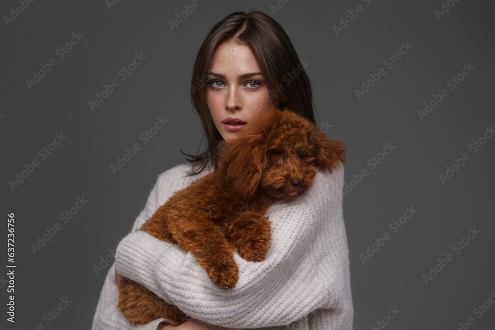 Charming girl in a white sweater holding her beloved brown toy poodle against a gray studio backdrop Charming girl in a white sweater holding her beloved brown toy poodle against a gray studio backdrop