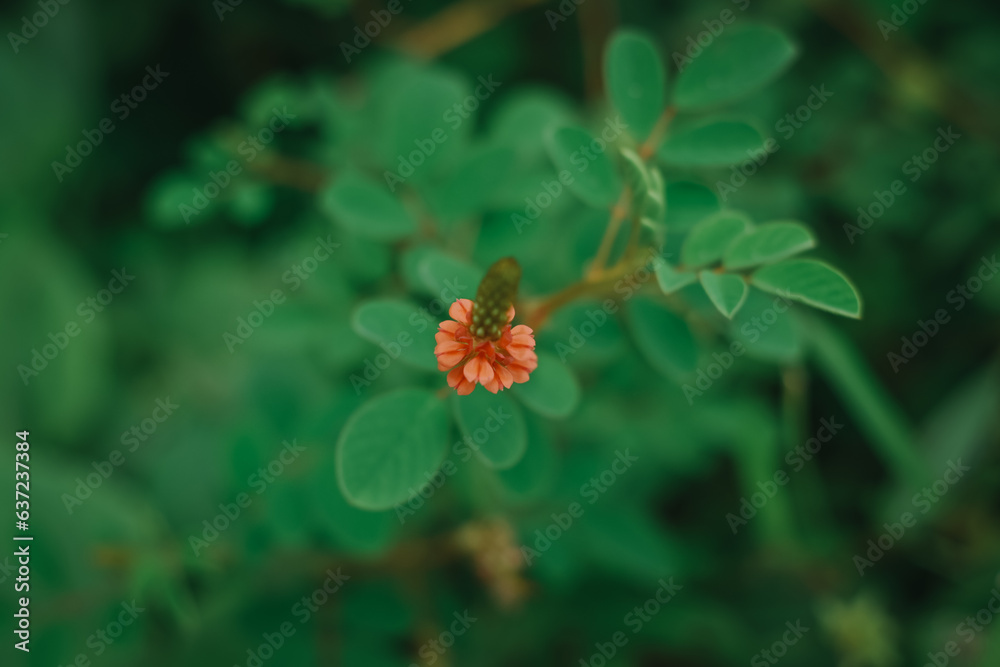 Indigofera hirsuta flower in the garden
Indigofera hirsuta flower in the garden