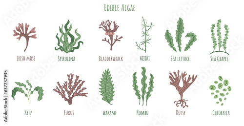 Set of edible algae:  Kelp, Spirulina, Chlorella, Bladderwrack, Hijiki, Sea lettuce, Sea Grapes, Kombu, Fukus, Wakame, Dulse. Seaweed collection.