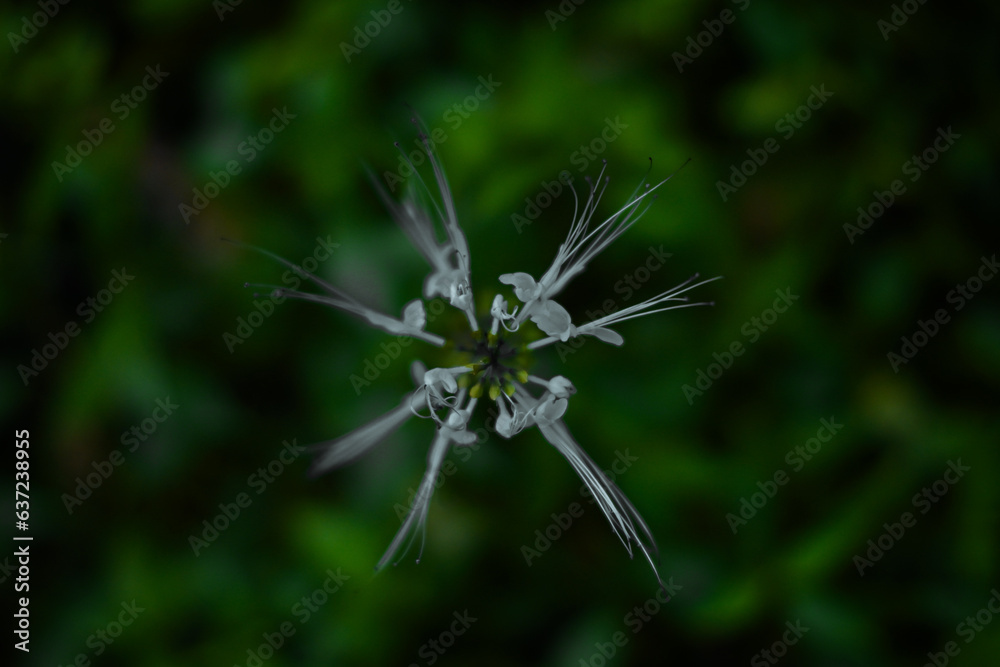 Orthosiphon aristatus or known as cat's whiskers Orthosiphon aristatus or known as cat's whiskers
