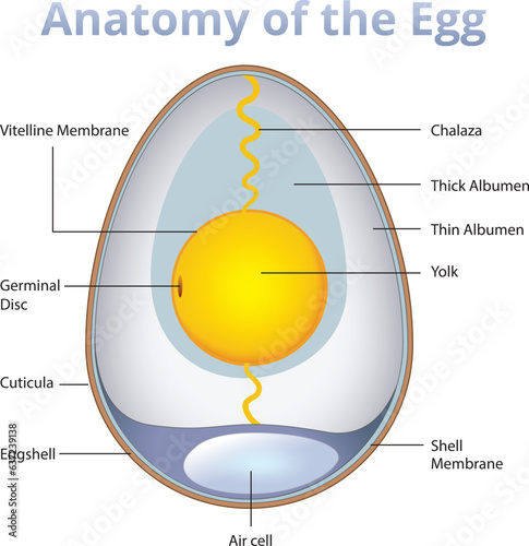 anatomy of an egg infographic photo