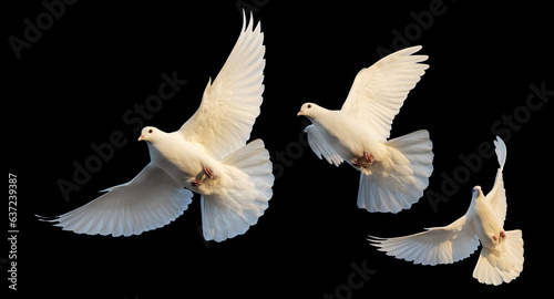 white doves in flight on a black background