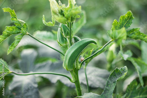 Close-up of fresh okra green vegetable, Okra vegetable field, Okra growing in the field
