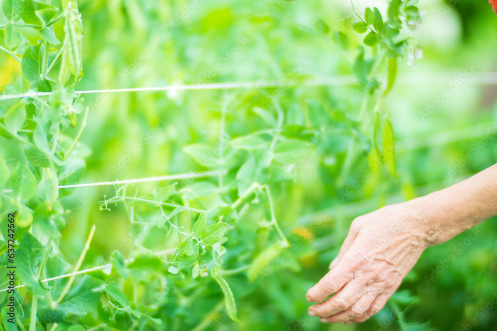 Farmer's hands harvest crop of pea in the garden. Plantation work. Autumn harvest and healthy organic food concept close up with selective focus Farmer's hands harvest crop of pea in the garden. Plantation work. Autumn harvest and healthy organic food concept close up with selective focus