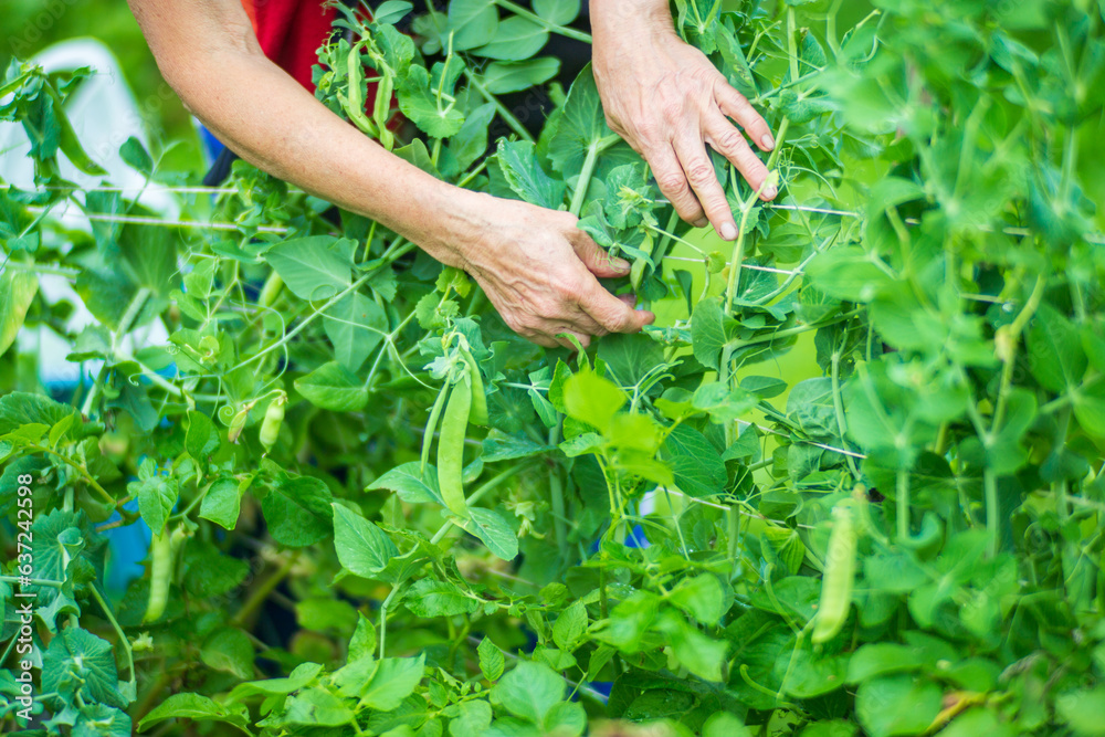 Farmer's hands harvest crop of pea in the garden. Plantation work. Autumn harvest and healthy organic food concept close up with selective focus Farmer's hands harvest crop of pea in the garden. Plantation work. Autumn harvest and healthy organic food concept close up with selective focus