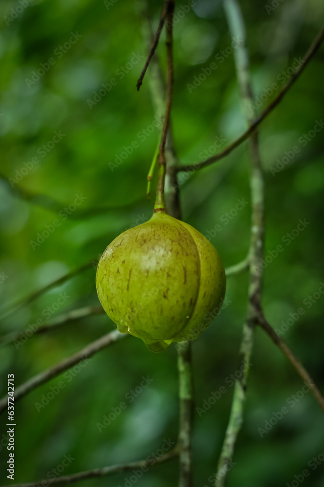 Obraz premium Nutmeg on the tree