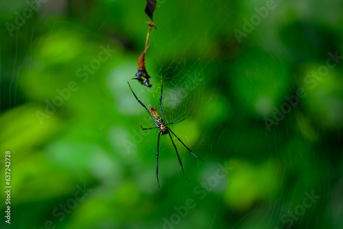 Spider on green foliage background © StanleyRevaldo