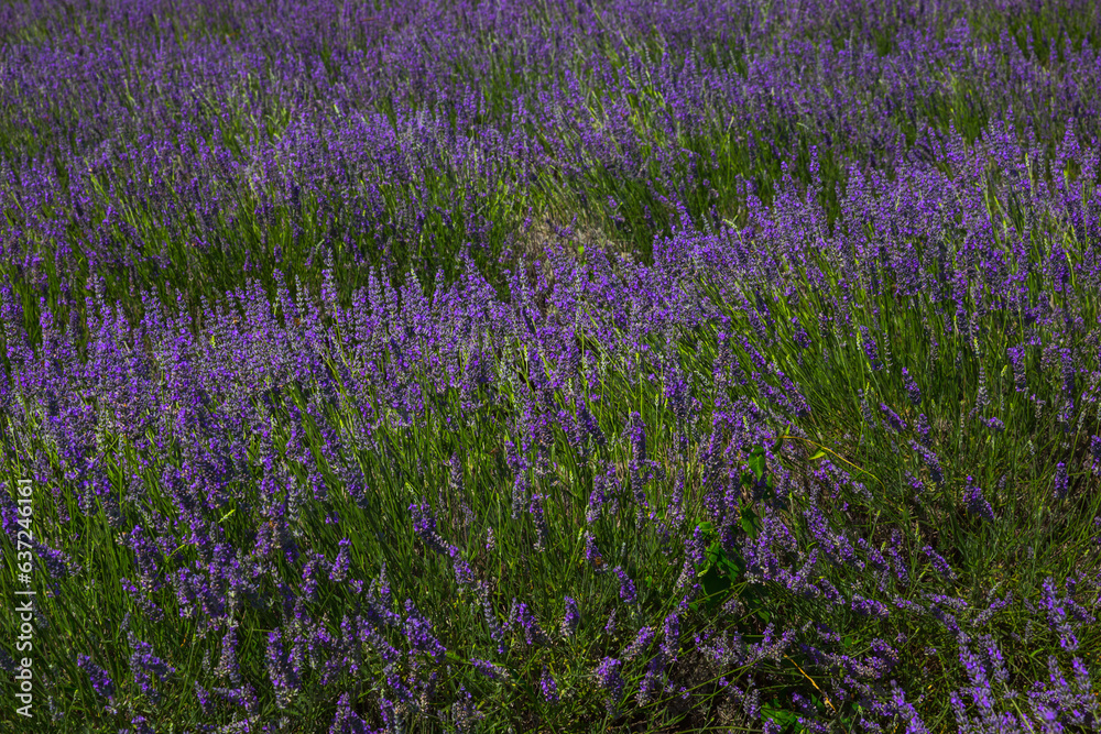 Naklejka premium lavender field in region