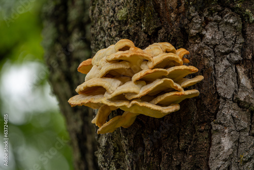fungus on tree in Valga city park