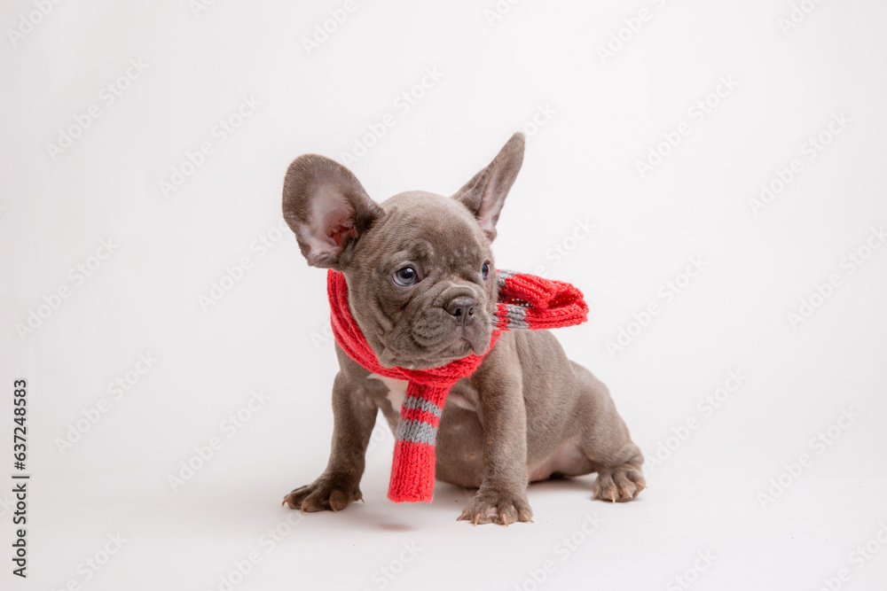 a puppy is a French bulldog dog in autumn hat and scarf on a white background