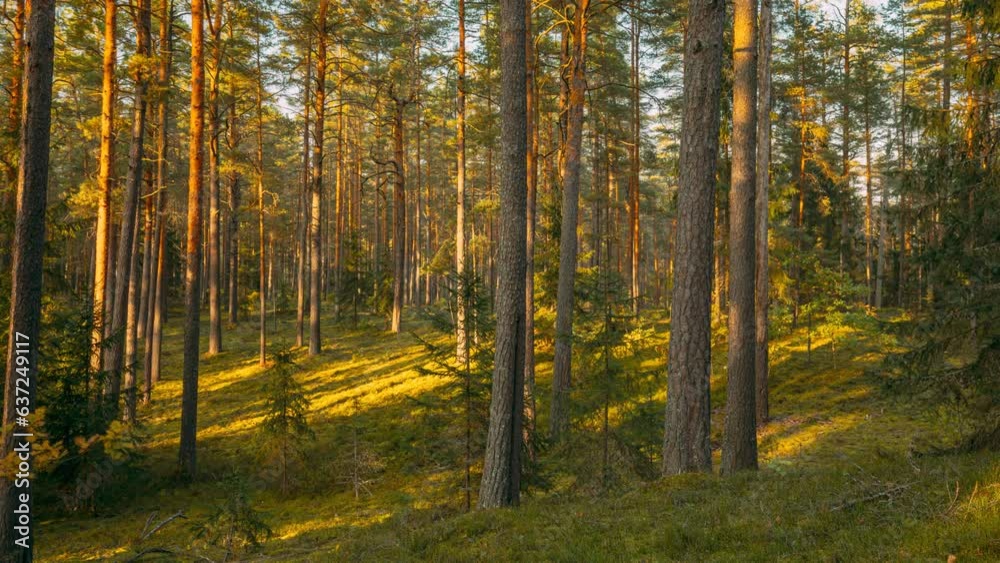 Time lapse Autumn Forest At Sunset. Timelapse. Beautiful Sun Sunshine In Sunny Autumn Coniferous Woods. Sunlight Sunrays Shine Through Trees In Landscape. 4K. Shadows In Motion. Time lapse Autumn Forest At Sunset. Timelapse. Beautiful Sun Sunshine In Sunny Autumn Coniferous Woods. Sunlight Sunrays Shine Through Trees In Landscape. 4K. Shadows In Motion.