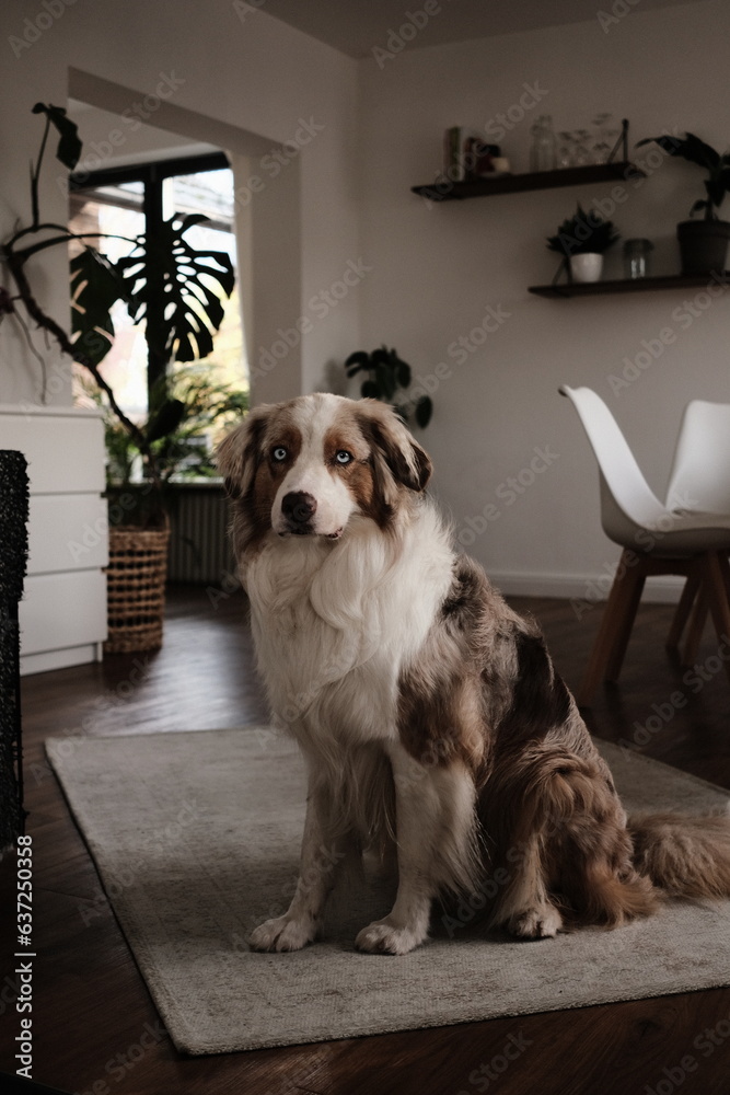 Australian Shepherd in seinem Zuhause
