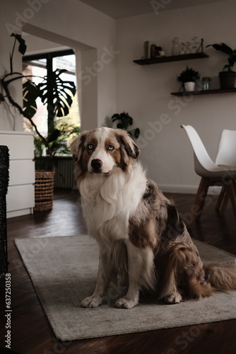 Obraz na płótnie Australian Shepherd in seinem Zuhause w salonie