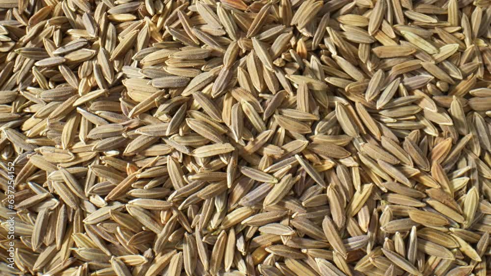 Thai Riceberry rice paddy seeds produce a unique and aromatic whole grain rice. Purple-black in color, it's a crossbreed of Hom Nin rice and Jasmine rice. Rich in antioxidants, packed with nutrients.
Thai Riceberry rice paddy seeds produce a unique and aromatic whole grain rice. Purple-black in color, it's a crossbreed of Hom Nin rice and Jasmine rice. Rich in antioxidants, packed with nutrients.