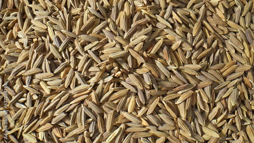 Thai Riceberry rice paddy seeds produce nutritious and aromatic black-purple grains. A crossbreed of Thai Jasmine and Hom Nin rice, it's rich in antioxidants and has a unique flavor.
Thai Riceberry rice paddy seeds produce nutritious and aromatic black-purple grains. A crossbreed of Thai Jasmine and Hom Nin rice, it's rich in antioxidants and has a unique flavor.